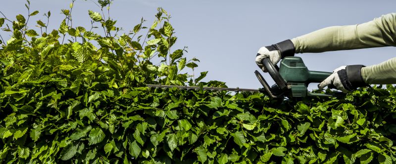 Evergreen Hedge Trimming in Aiken, SC