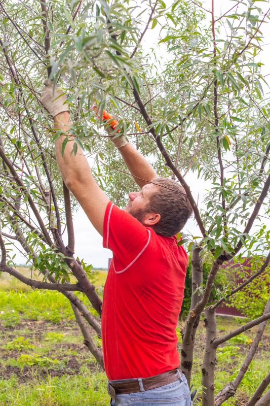 Maple Tree Pruning in Allentown, PA