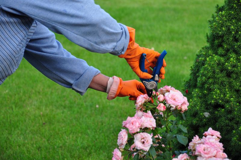 Rose Bush Pruning in Rockwall, TX
